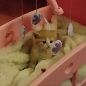 Meet your Posher, Jiayun